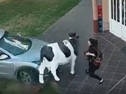 Milagro: una vaca de utilería le salvó la vida a una mujer