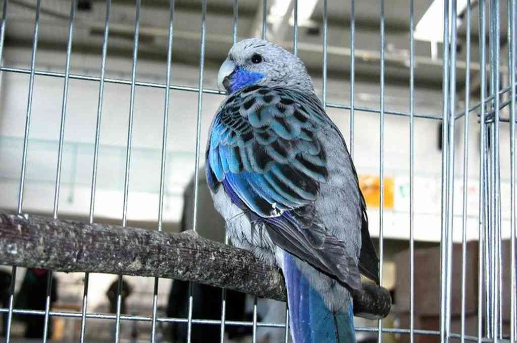 Desbaratan un criadero ilegal y rescatan a 300 aves de especies exóticas