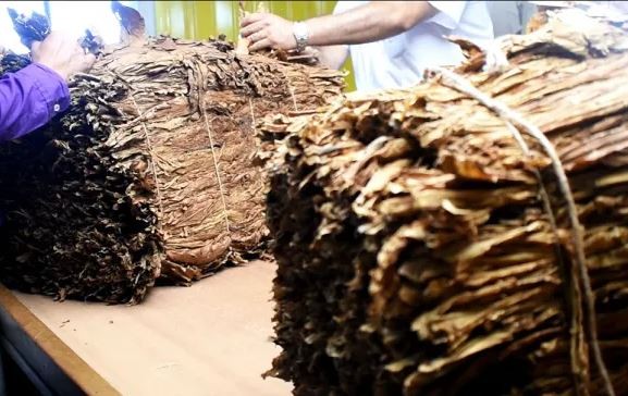 Campaña 22-23: el viernes 14 cierra el periodo de acopio de tabaco en la provincia