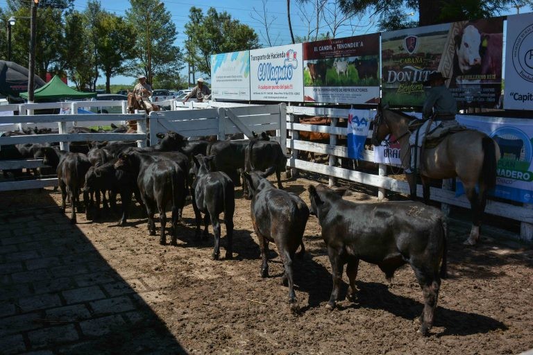 Machagai recibe mañana el séptimo remate ganadero organizado por el Ministerio de Producción