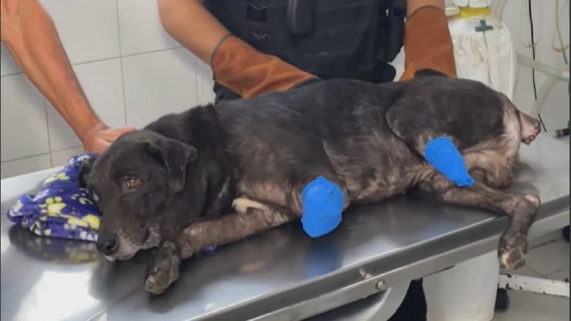 Atacó al perro de su vecina por una pelea de larga data y el animal perdió dos de sus patas 