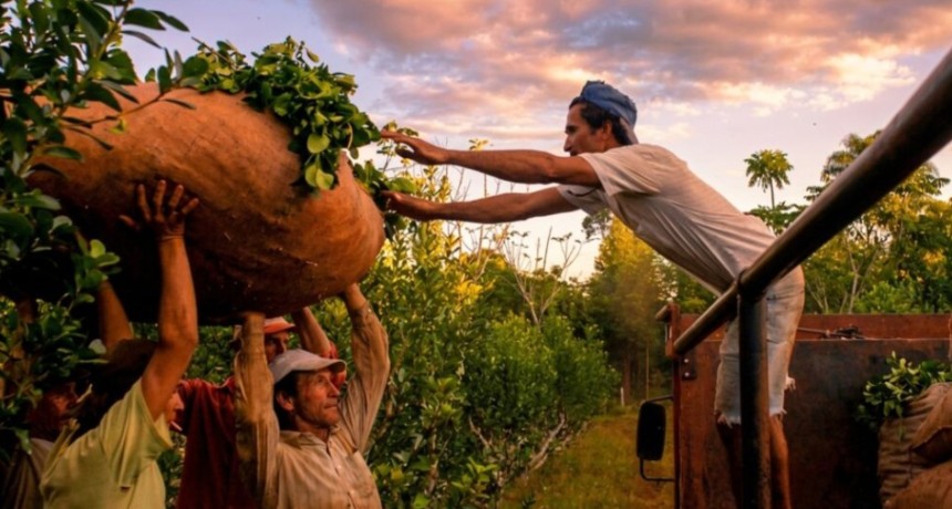 La crisis de la yerba mate golpea a Misiones y crece la preocupaci&oacute;n en el sector: 