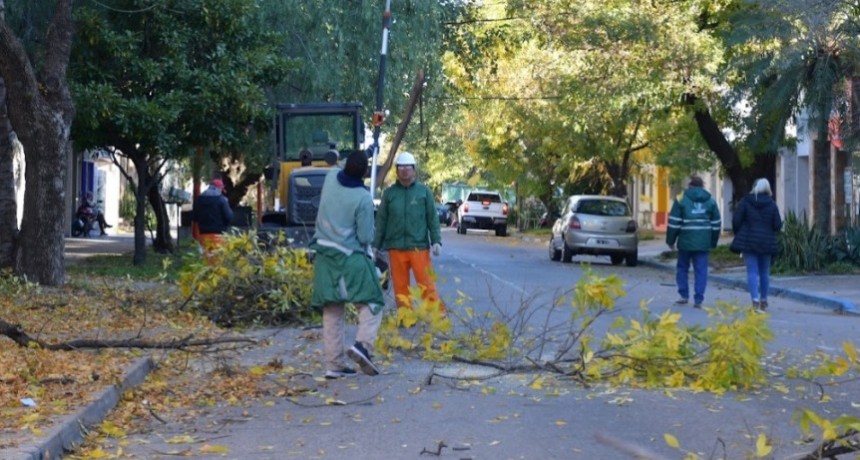 LOS OPERATIVOS INTEGRALES DE PODA CONTROLADA AVANZARON POR CALLE CORRIENTES  
