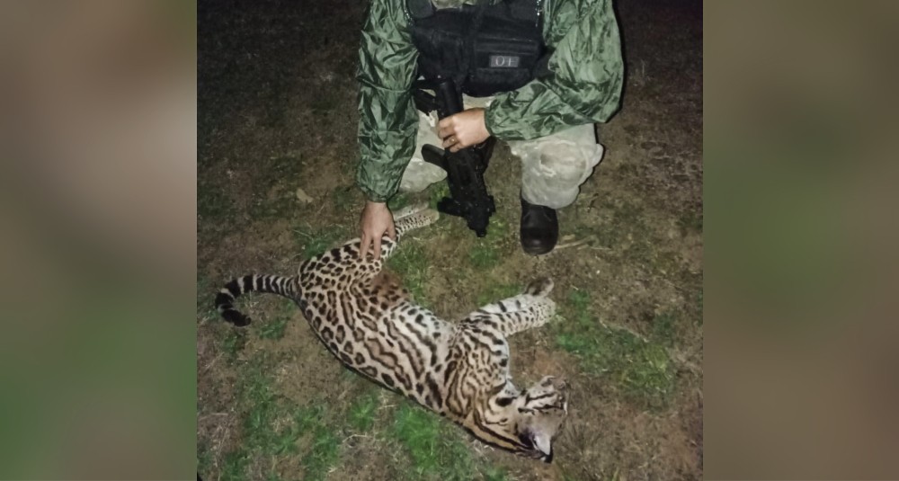 Atropello y fuga: mataron a un ocelote y un venado en dos rutas misioneras