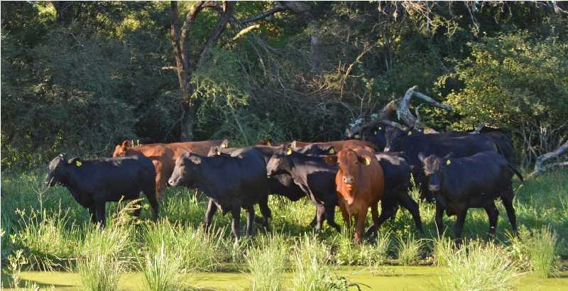 Chaco avanza en la implementación de un plan de protección de Bosques Nativos