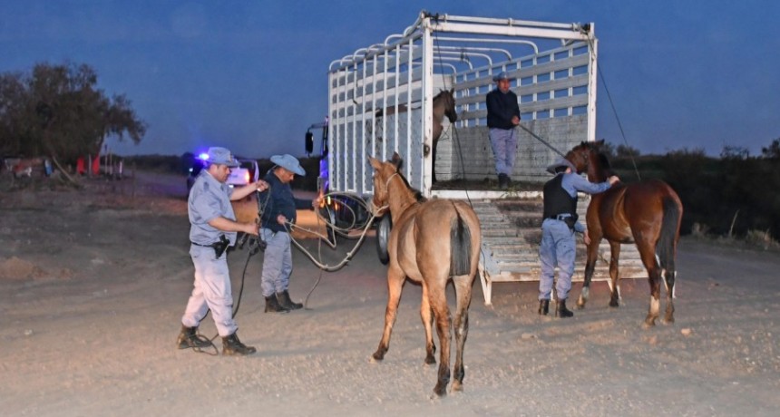 EL MUNICIPIO Y LA POLIC&Iacute;A INCAUTARON TRES CABALLOS SUELTOS EN LA V&Iacute;A P&Uacute;BLICA 
