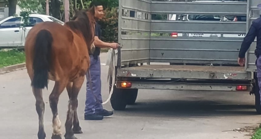 CABALLOS SUELTOS: POR M&Aacute;S QUE EST&Eacute;N ATADOS, INFRINGEN LA NORMATIVA VIGENTE