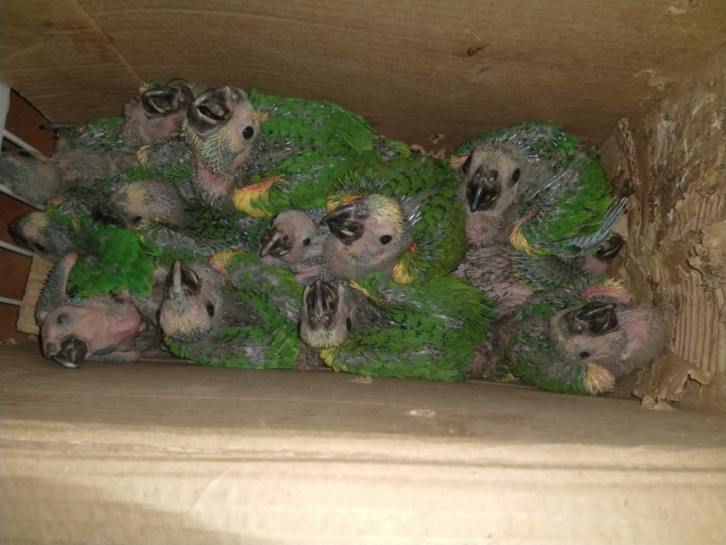 Incautan 13 Loros habladores pichones que pretendían ser vendidos en Salta 